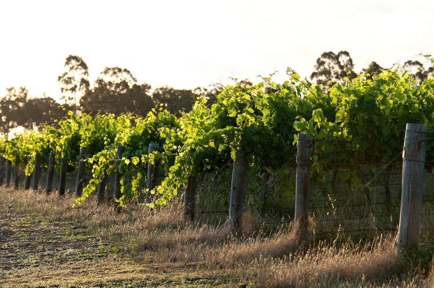 Western Australia Great Southern Wine Region